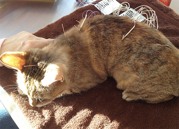 performing acupuncture on a cat