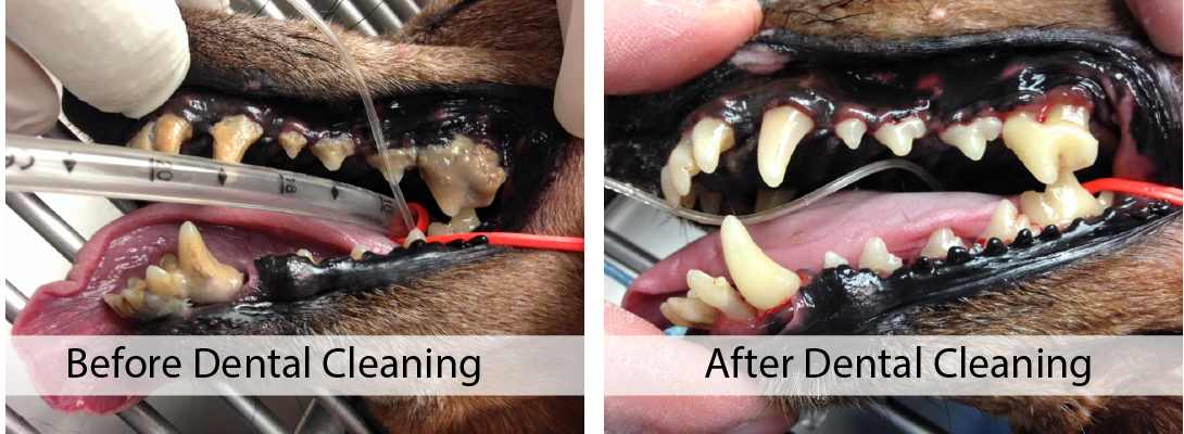 a dog's teeth before and after a cleaning