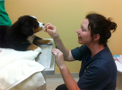 Doing a physical exam on a puppy